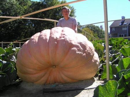 Des citrouilles g�antes