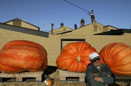 Ben a alors c'est de la Citrouille !