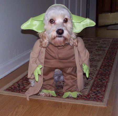 Matre Yoda dans toute sa splendeur !