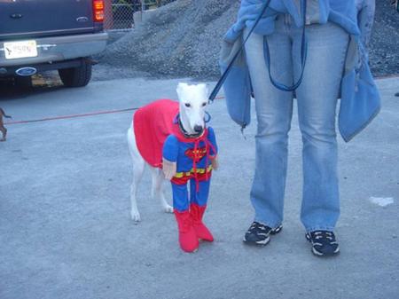 Superdog est de retour !